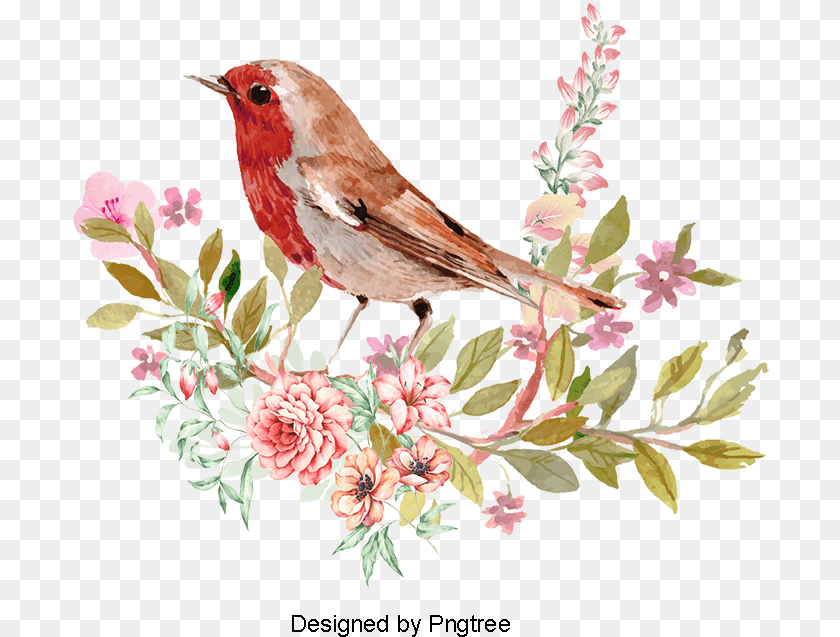 Bird Watercolor Clipart, Animal, Finch, Art, Floral Design PNG
