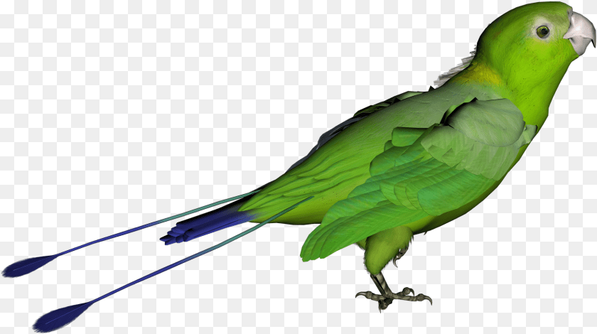 1724x964 Bird With No Background, Animal, Parakeet, Parrot Clipart PNG