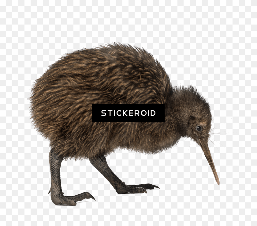 1183x1028 Bird With No Wings Bird With No Wings, Animal, Kiwi Bird, Rat HD PNG Download