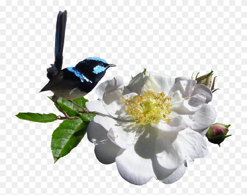 744x604 Bird Wren On White Rose Rose, Animal, Plant, Pollen HD PNG Download