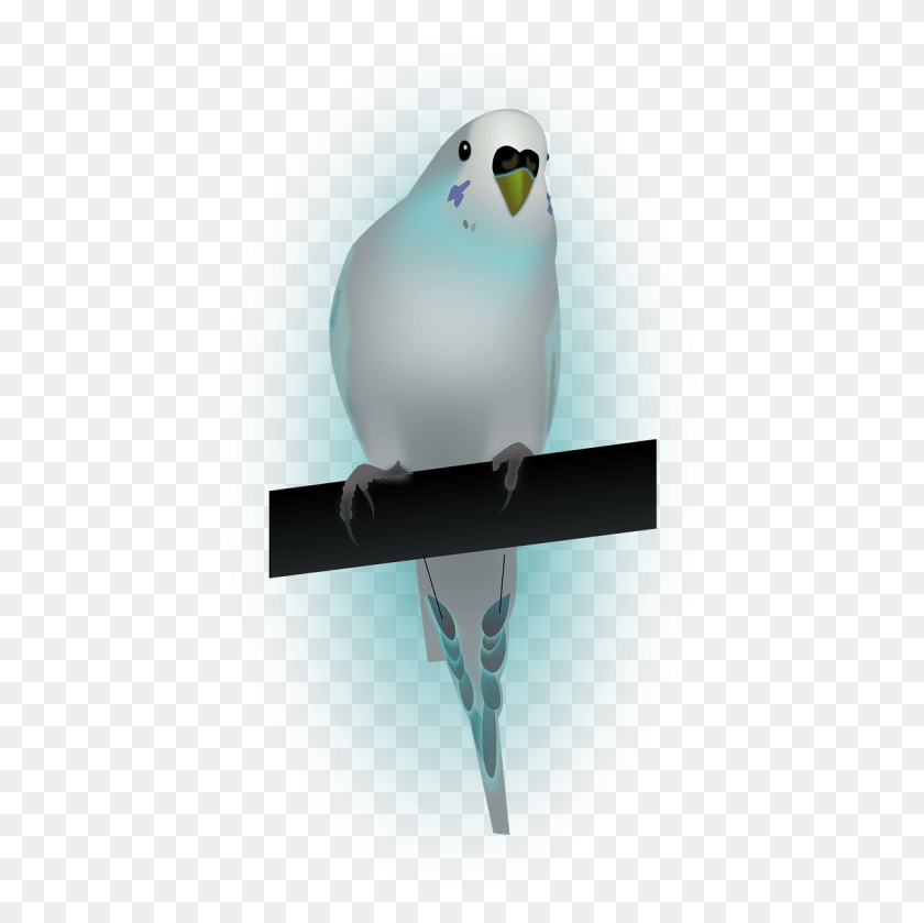 437x779 Birddovedove Of Peacepeace Parrot, Animal, Bird, Mammal HD PNG Download