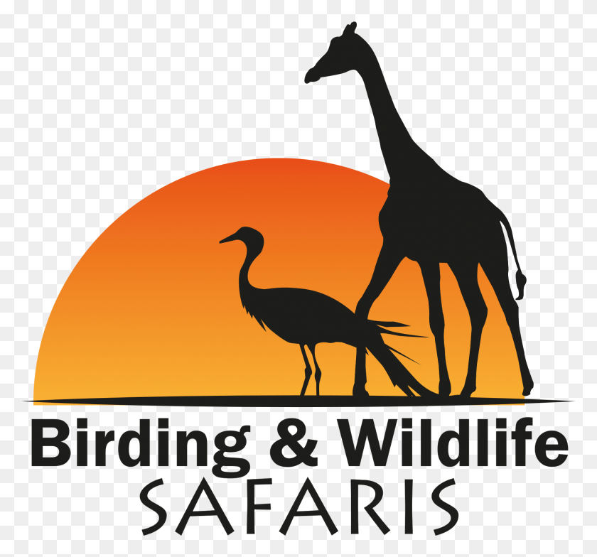 1757x1632 Birding And Wildlife Safaris Giraffe, Bird, Animal, Crane Bird HD PNG Download