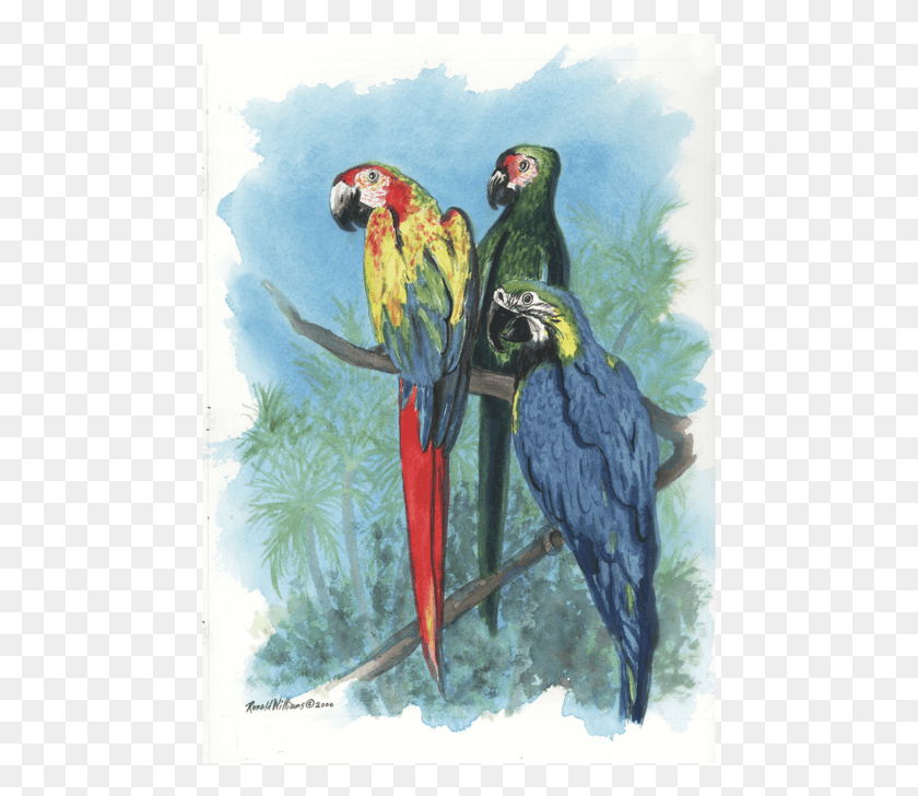 471x668 Birds, Bird, Animal, Macaw HD PNG Download