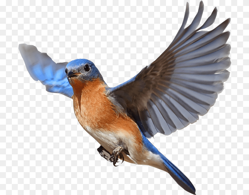 720x657 Birds, Animal, Bird, Bluebird, Blue Jay Transparent PNG