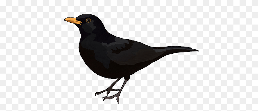 Birds, Animal, Bird, Blackbird Transparent PNG