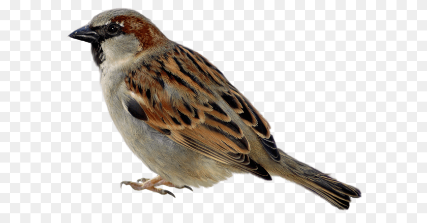 Birds, Animal, Bird, Finch, Sparrow PNG