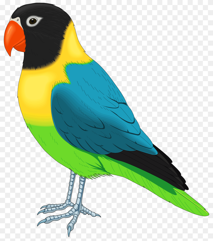 Birds, Animal, Beak, Bird, Parakeet PNG
