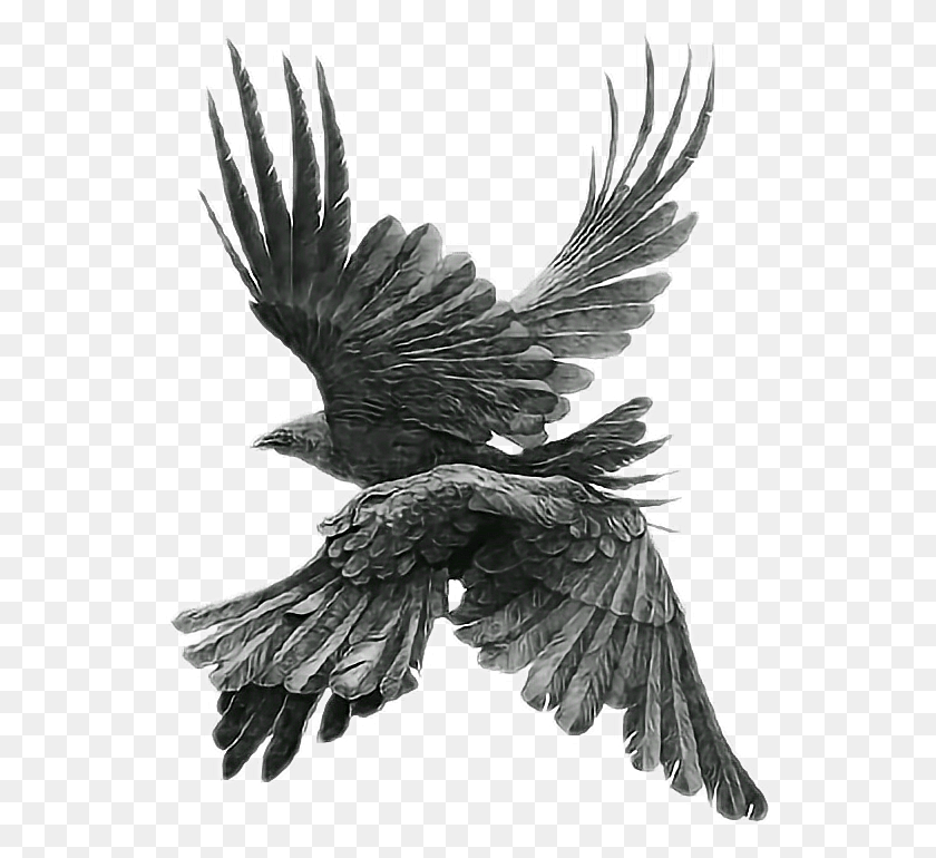 542x710 Birds Blackbird Blackbirds Bird Aesthetic Fly Transparent Aesthetic Bird, Eagle, Animal, Flying HD PNG Download