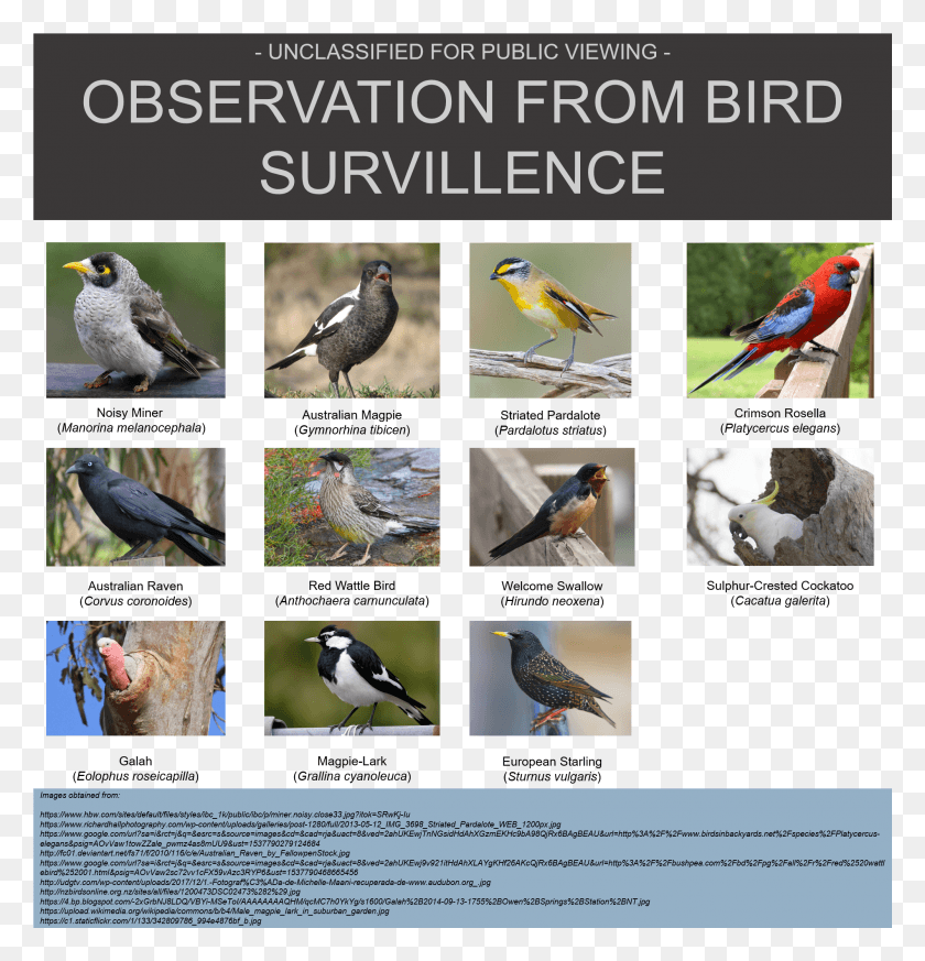 2001x2086 Birds Drug Abuse Resistance Education, Bird, Animal, Finch HD PNG Download