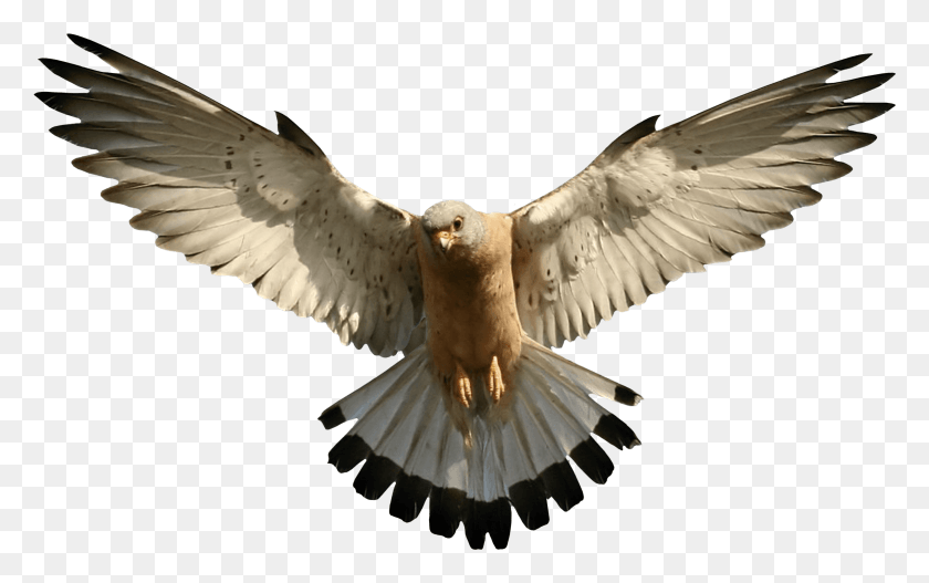 2338x1402 Birds Eagle, Bird, Animal, Dove HD PNG Download