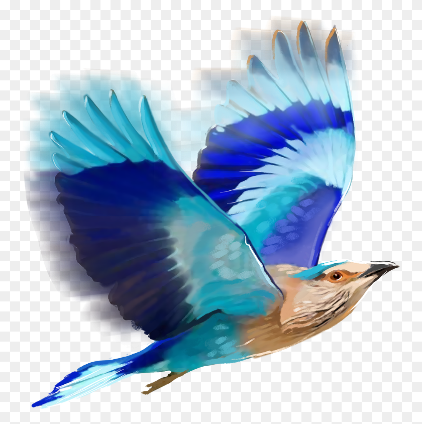753x784 Aves De Edición, Volando, Pájaro, Animal Hd Png