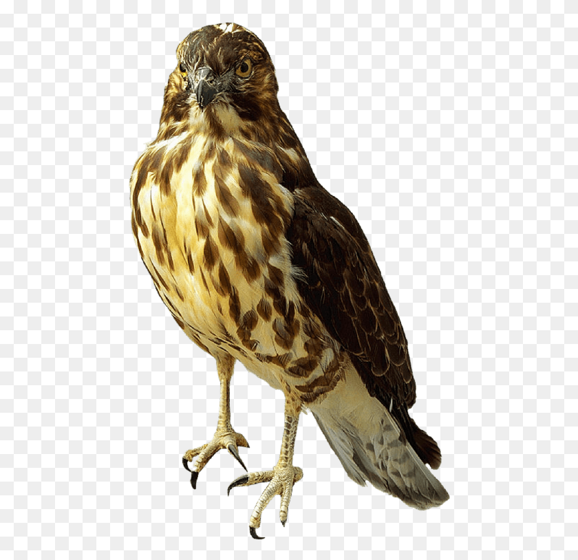 469x754 Birds Falcon Transparent, Buzzard, Hawk, Bird HD PNG Download
