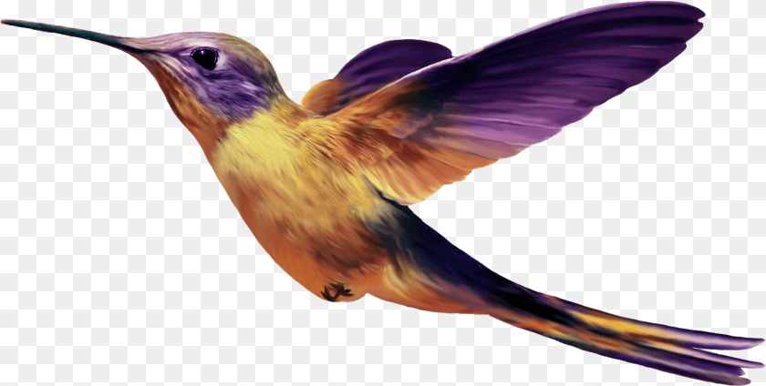 1380x697 Birds File Purple And Yellow Hummingbird, Animal, Bird, Face, Head Clipart PNG