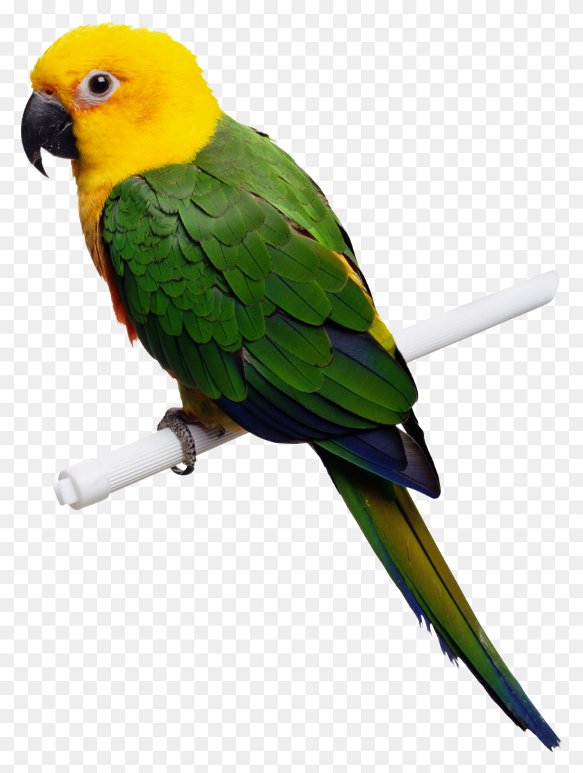 1200x1619 Birds Fils Parrot, Bird, Animal, Macaw HD PNG Download