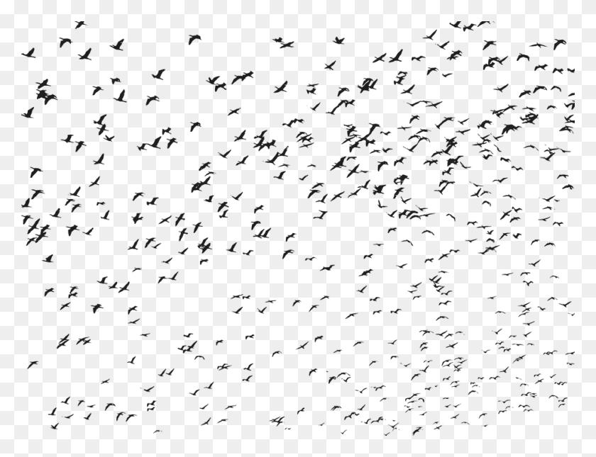 960x720 Birds Flock Flying Animals Silhouette Flying Bird Birds, Gray, World Of Warcraft HD PNG Download