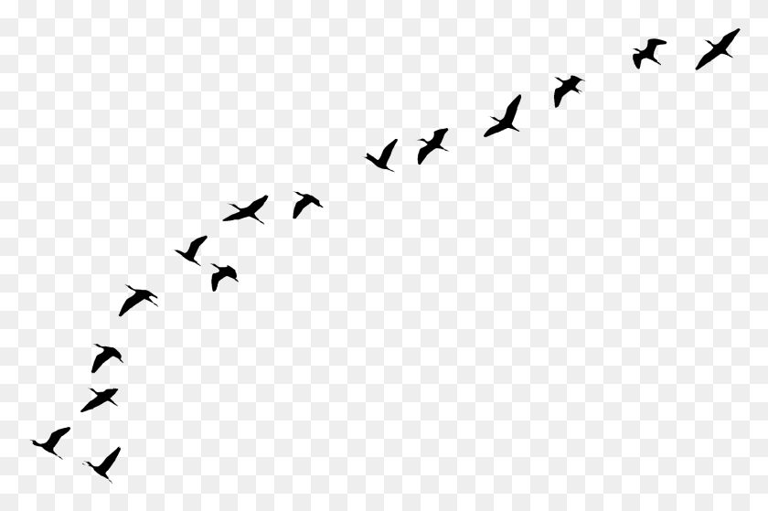 2007x1284 Birds Flying Away, Gray, World Of Warcraft HD PNG Download