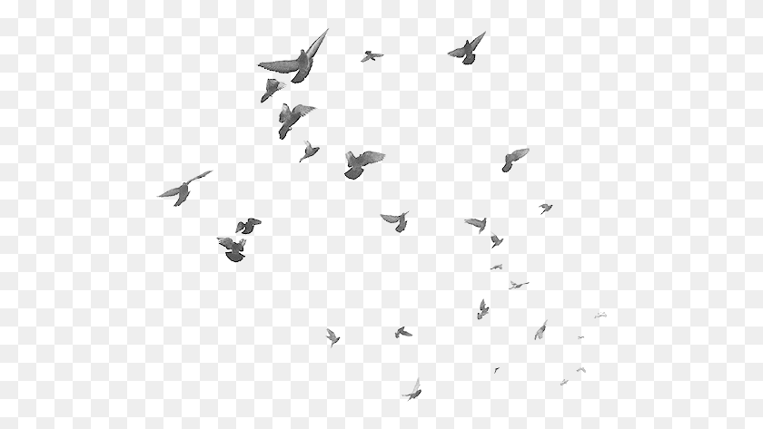 497x413 Birds Flying Bird Flock Sky Freetoedit Birds For Photoshop, Animal, Flying HD PNG Download