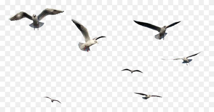 1013x493 Birds Flying Bird Images Vectors And Psd Files Transparent Flying Bird Gif, Bird, Animal, Flying HD PNG Download