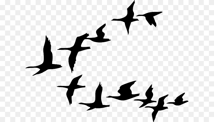 Birds Flying Clipart, Animal, Bird, Flock, Silhouette Transparent PNG