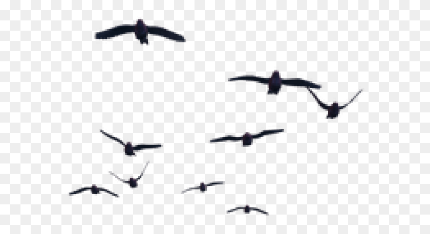 590x398 Birds Flying For Photoshop, Vehicle, Transportation, Astronomy HD PNG Download