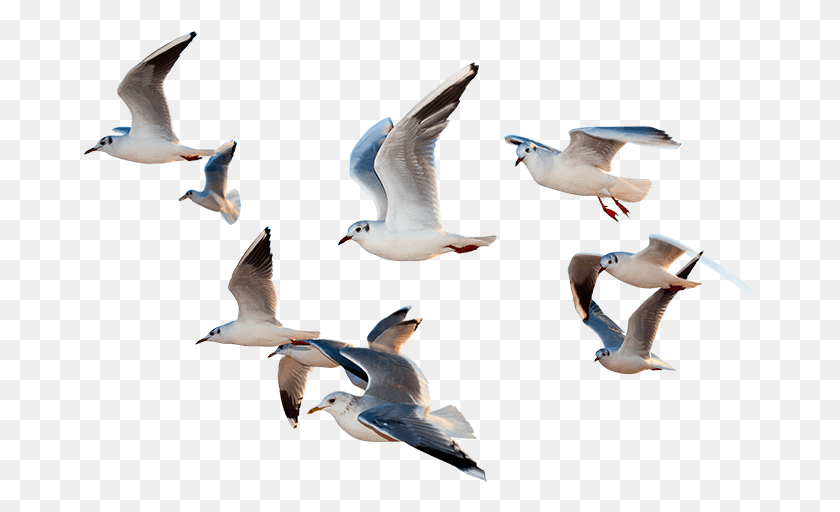 673x452 Aves Volando Párrafo De Yo Sería Un Pájaro, Animal, Gaviota, Aves Acuáticas Hd Png