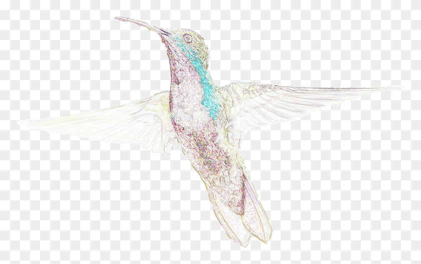 1146x687 Birds Hummingbird Drawing Hummingbird, Bird, Animal HD PNG Download