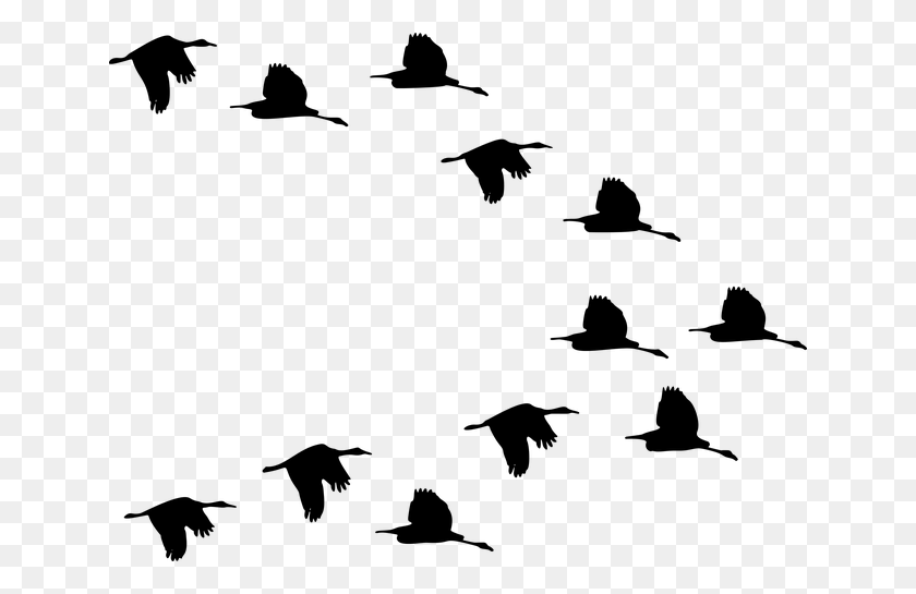 640x485 Birds Migrating Coloring Page, Gray, World Of Warcraft HD PNG Download