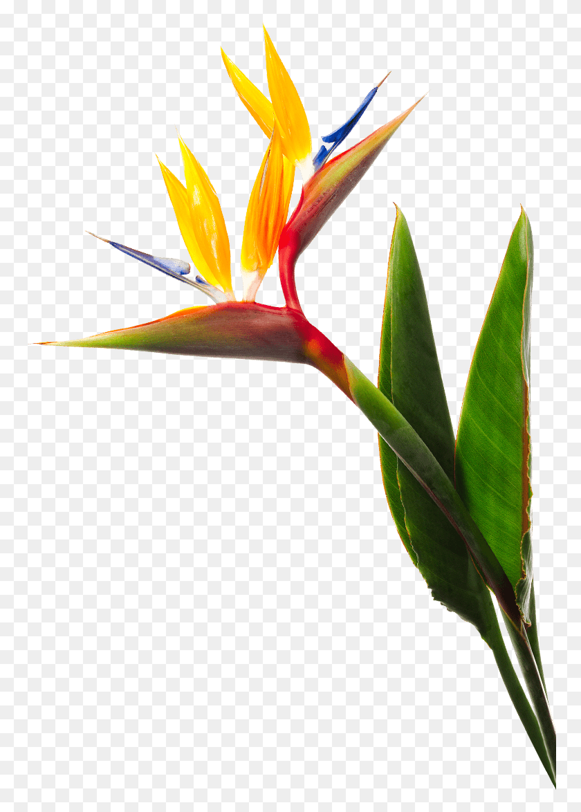 768x1114 Цветок Райские Птицы, Райские Птицы, Растение, Цветение, Птица Png Скачать