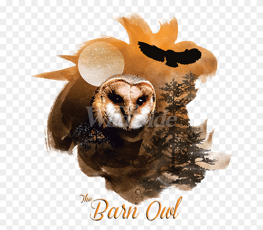 650x674 Birds Of Prey Barn Owl Screech Owl, Bird, Animal, Dog HD PNG Download
