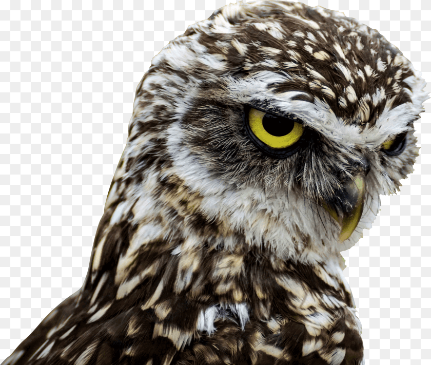 3580x3029 Birds Of Prey Good Morning Download Do Owls Have Long Legs, Animal, Bird, Beak, Hawk PNG