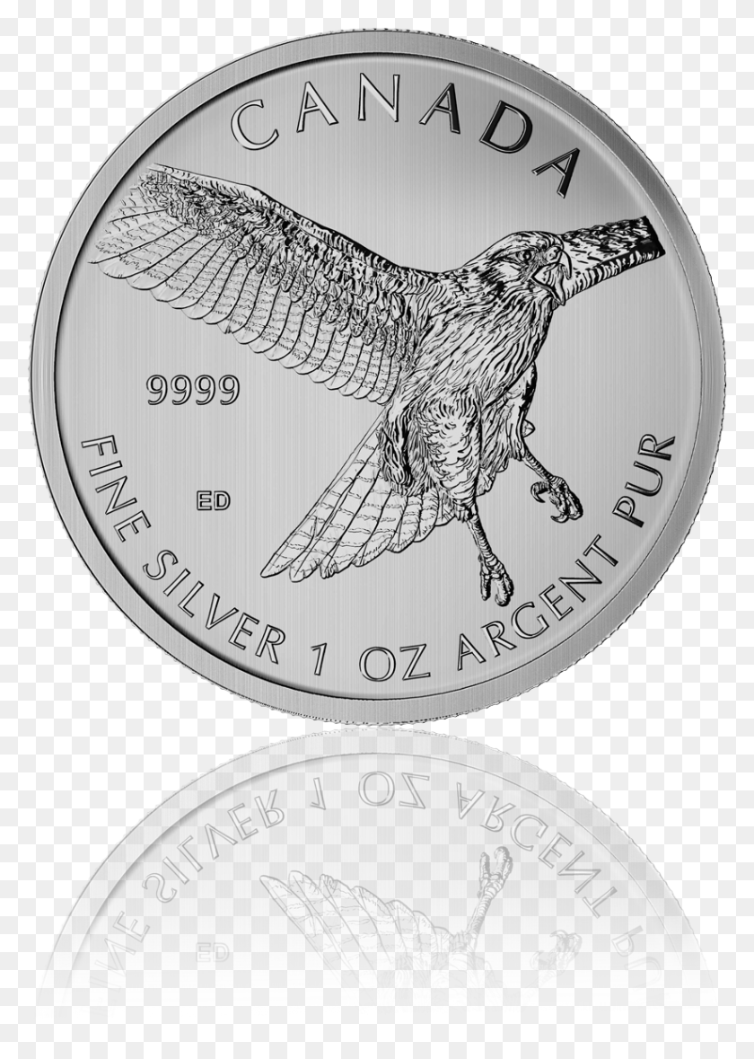 824x1183 Birds Of Prey Red Tailed Hawk 2015 Canada 1 Oz Silver Silver, Coin, Money, Nickel HD PNG Download