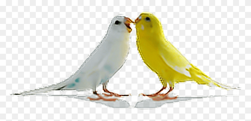 1025x454 Birds Parrots Bird Tumblr Ftestickers Love Birds, Animal, Canary HD PNG Download