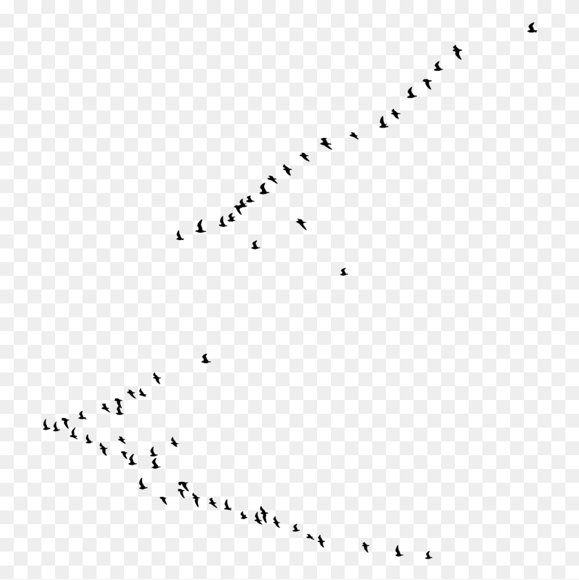 720x781 Birds Silhouette By Frankandcarystock On Clipart Library Bird, Nature, Outdoors, Astronomy HD PNG Download
