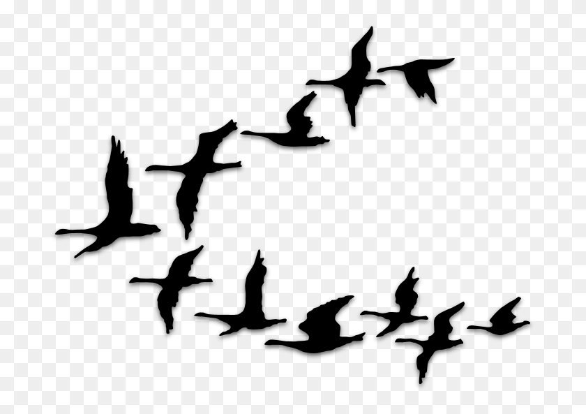701x533 Birds Silhouettes Art Amp Islamic Graphics Flying Bird Vector, Gray, World Of Warcraft HD PNG Download