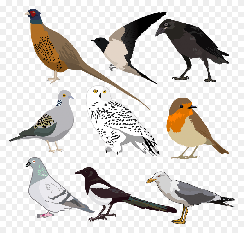 1280x1215 Birds Templates, Bird, Animal, Finch HD PNG Download
