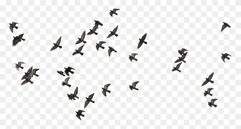 3803x1917 Birds Transparent Image Birds Flying Vector, Flock, Animal, Bird HD PNG Download