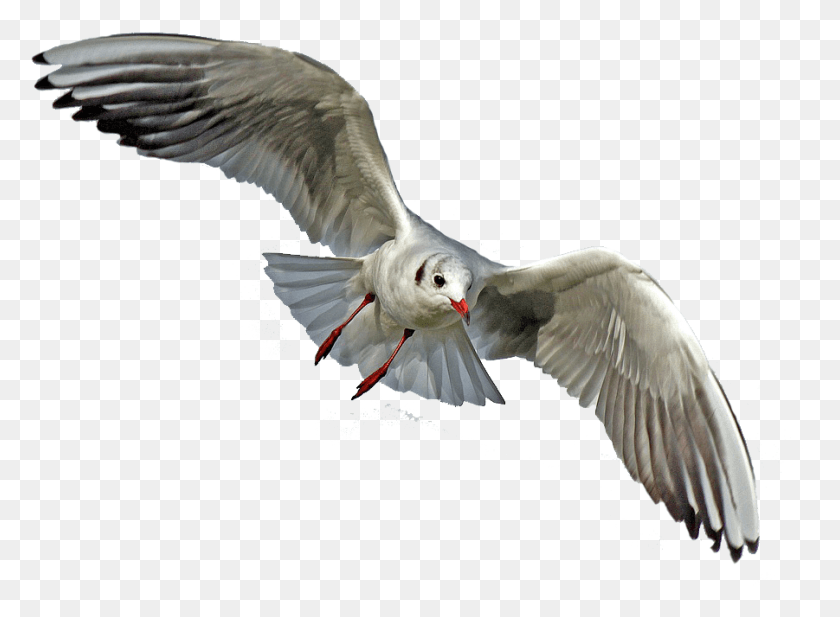 901x644 Aves Con Plumas De Plata, Pájaro, Animal, Volando Hd Png