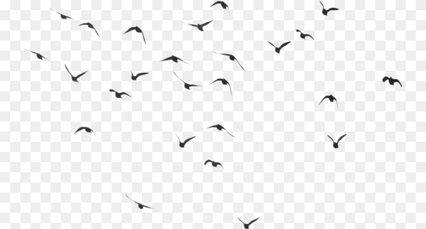 745x452 Birdstickers Flying Tumblr Vapor Birds, Animal, Bird, Flock, Mammal PNG