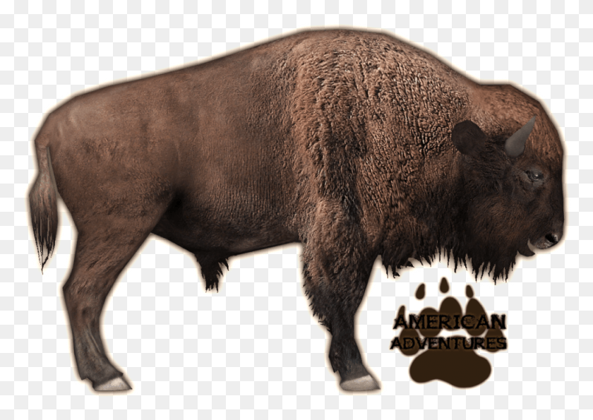977x671 Бизон Американский Бизон Магнат Зоопарка, Млекопитающее, Животное, Корова Png Скачать