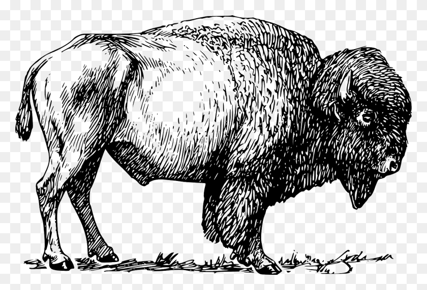 1280x841 Bison Buffalo Animal Mammal Image Drawing Of A Bison, Wildlife, Horse, Warthog HD PNG Download