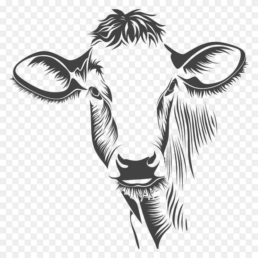 1808x1810 Bison Head Drawing At Getdrawings Cow Vector Free, Mammal, Animal, Cattle HD PNG Download