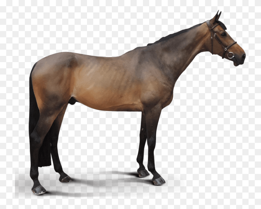 745x613 Bisquet Balou Stallion, Horse, Mammal, Animal HD PNG Download