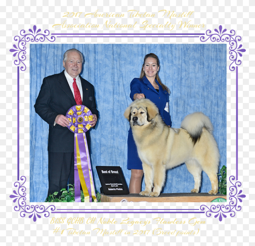 796x768 Biss Gch Ch Noble Legacys Flawless Gem Ancient Dog Breeds, Pet, Canine, Animal HD PNG Download