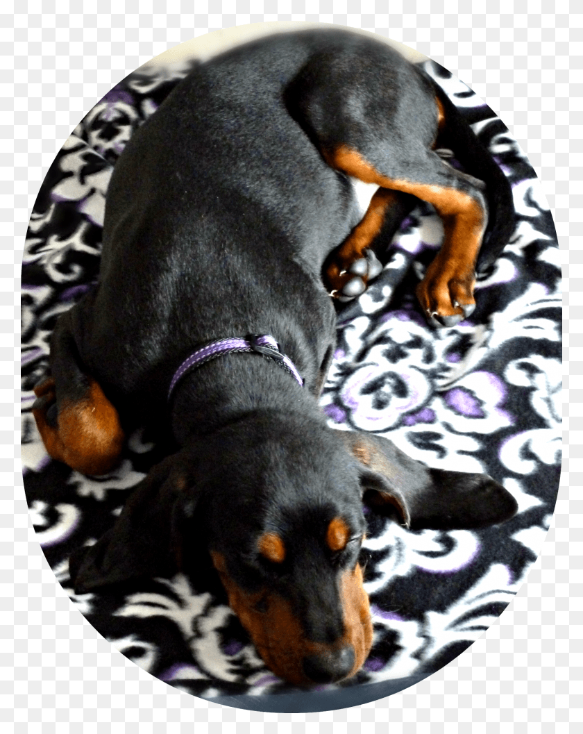 1735x2219 Black And Tan Coonhound Puppy Sleeping Age 5 Months 5 Month Old Coonhound, Dog, Pet, Canine HD PNG Download