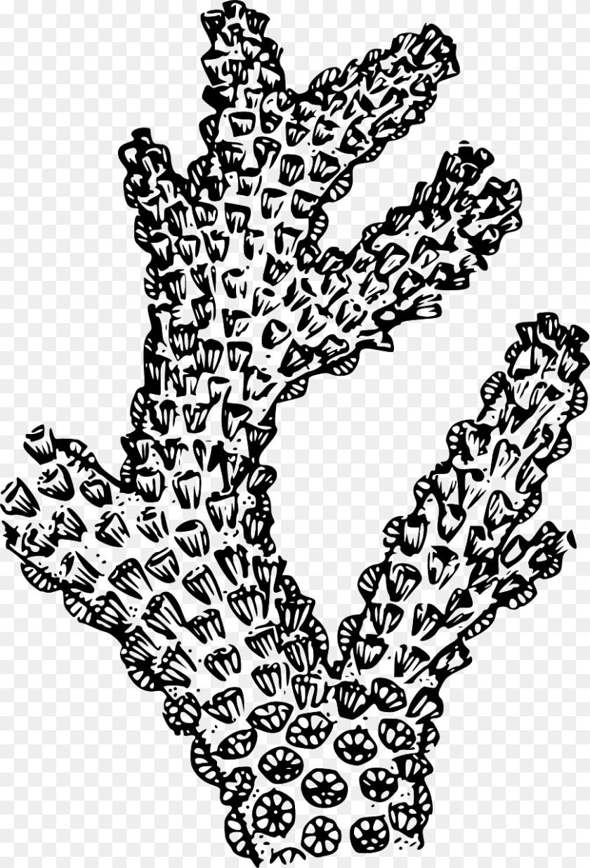870x1280 Black And White Coral, Art, Doodle, Drawing, Stencil Clipart PNG