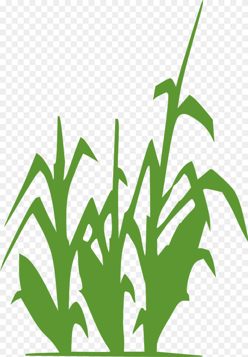 890x1280 Black And White Corn Stock, Grass, Green, Plant, Herbal PNG