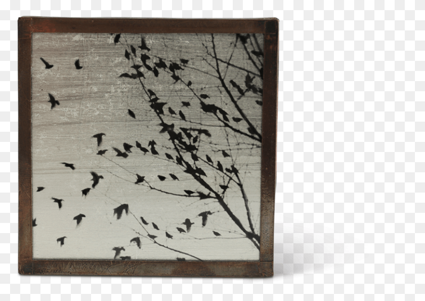 809x554 Black And White Gum Silver Print On Glass And White Plywood, Bird, Animal, Text Descargar Hd Png
