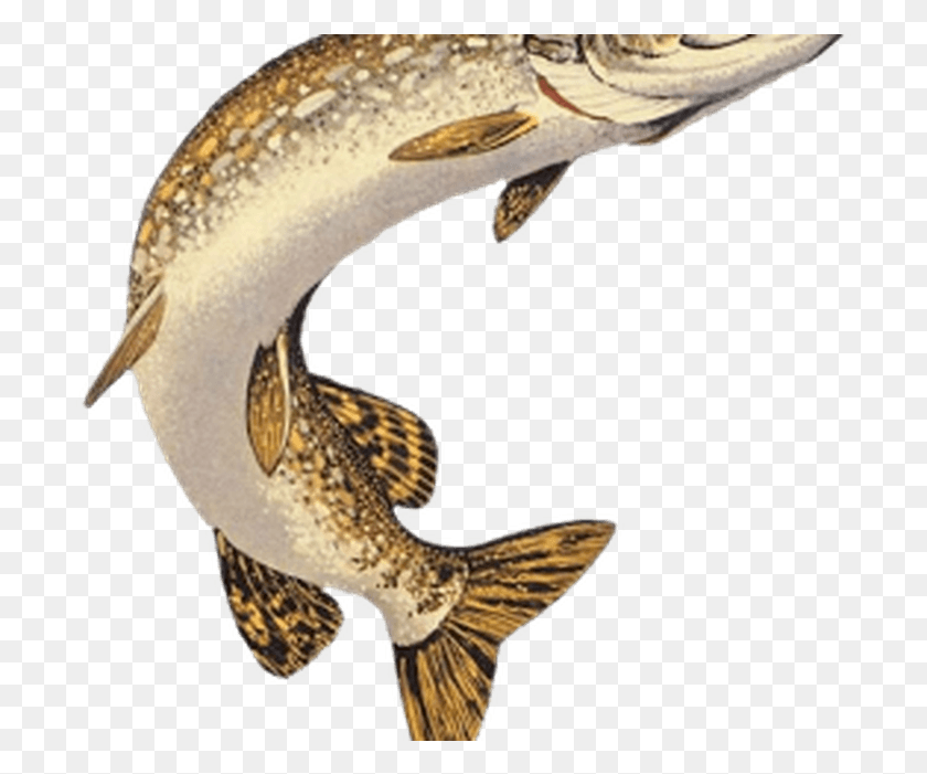703x641 Black And White Northern Pike Muskellunge Northern Pike, Fish, Animal, Sea Life HD PNG Download