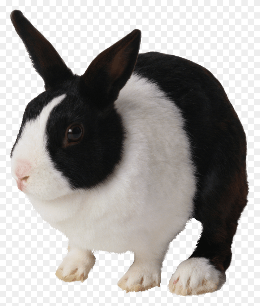 2092x2494 Черно-Белый Кролик Кролик, Животное, Грызун, Млекопитающее Hd Png Скачать