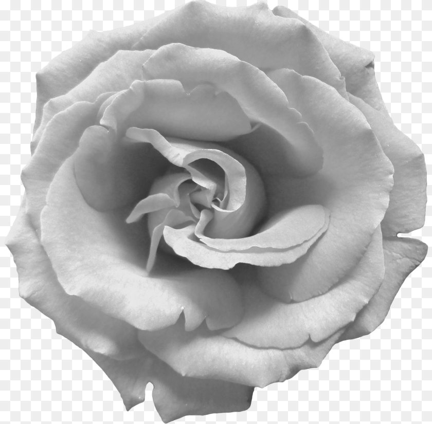 Black And White Rose, Flower, Plant, Petal Clipart PNG